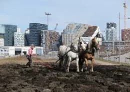 Loseter IMG 5344 photo VibekeHermanrud 260x185