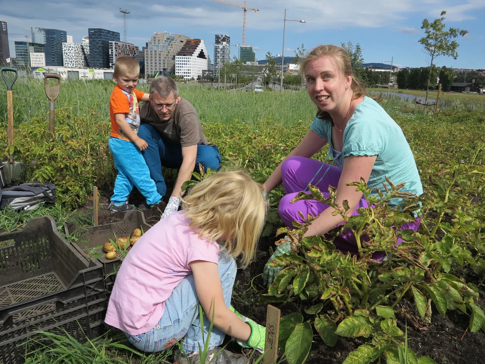 harvesting_IMG_2863_photo_VibekeHermanrud