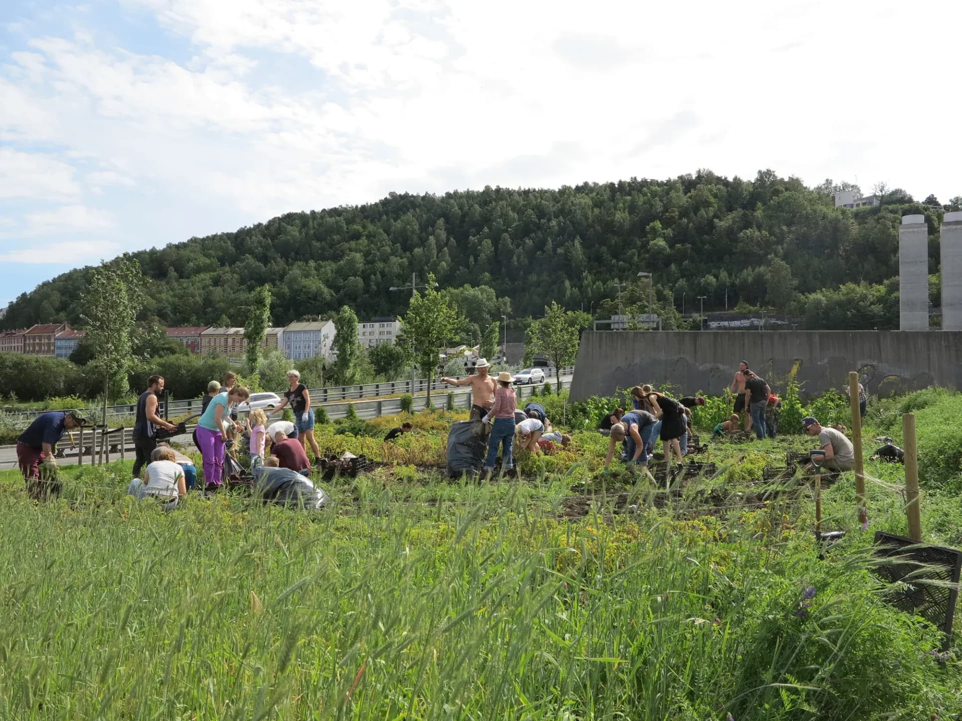 harvesting_photo_VibekeHermanrud